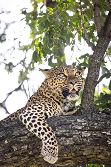 Images Dated 17th June 2021: Leopard, Moremi Game Reserve, Okavango Delta, Botswana