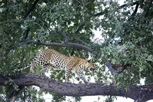 Images Dated 17th June 2021: Leopard, Moremi Game Reserve, Okavango Delta, Botswana