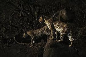 Tanzania Collection: Leopard mother and cub in the Serengeti, Tanzania