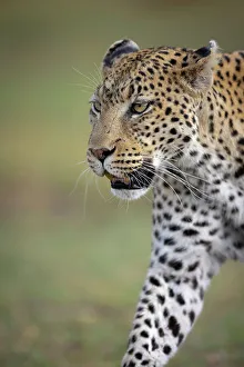 Leopard Prints: Leopard on the move, Okavango Delta, Botswana