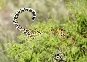 Images Dated 13th June 2011: Leopard, Namibia, Africa