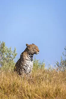Images Dated 11th July 2022: Leopard, Okavango Delta, Botswana