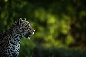 Images Dated 16th December 2022: Leopard, Okavango Delta, Botswana