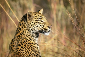 Leopard Prints: Leopard, Okavango Delta, Botswana