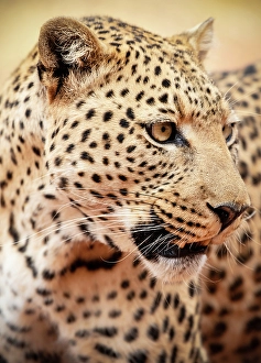 Leopard Prints: Leopard, Okonjima Nature Reserve, Namibia