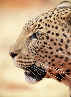 Leopard, Okonjima Nature Reserve, Namibia