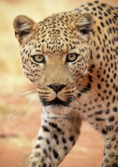 Leopard Prints: Leopard, Okonjima Nature Reserve, Namibia