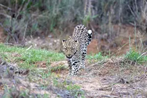 Solitary Prints: Leopard, Okonjima, Nature Reserve, Namibia, Africa