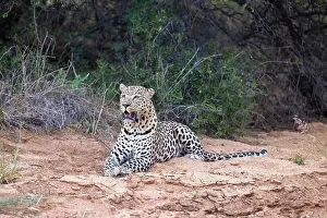 Solitary Prints: Leopard, Okonjima, Nature Reserve, Namibia, Africa
