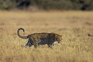 Leopard Prints: Leopard in open grassland, Okavango Delta, Botswana