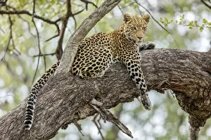 Images Dated 4th January 2021: Leopard (Panthera pardus), Khwai, Botswana, Africa