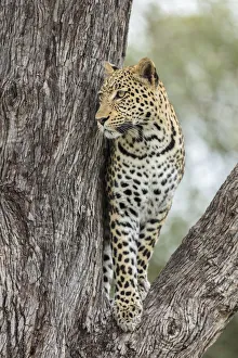 Images Dated 4th January 2021: Leopard (Panthera pardus), Khwai, Botswana, Africa