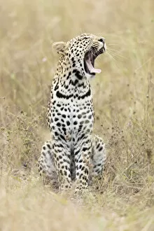 Images Dated 4th January 2021: Leopard (Panthera pardus), Khwai, Botswana, Africa