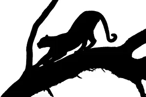 Khwai Prints: Leopard (Panthera pardus), Khwai, Botswana, Africa