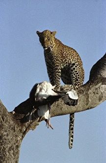 Hunter Gallery: Leopard (Panthera pardus) with Marabou Stork