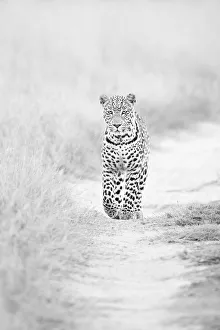 Images Dated 4th January 2021: Leopard (Panthera pardus), Savuti, Chobe National Park, Botswana, Africa