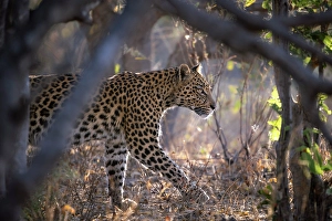 Leopard Prints: Leopard on the prowl, Okavango Delta, Botswana