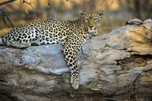 Leopard resting on fallen tree, Lower Zambezi National Park, Zambia