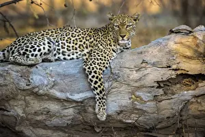 Leopard resting on fallen tree, Lower Zambezi National Park, Zambia