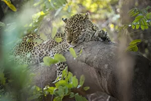 Images Dated 16th February 2022: Leopard resting on tree branch, South Luangwa National Park, Zambia