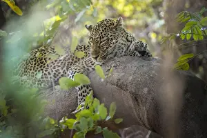 Sleeping Prints: Leopard resting on tree branch, South Luangwa National Park, Zambia
