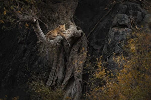 African Wildlife Gallery: Leopard resting on a tree in the Serengeti National Park, Tanzania