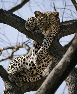 A leopard rests in the fork of an Acacia tortilis tree