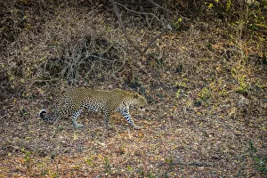 Images Dated 16th February 2022: Leopard, South Luangwa National Park, Zambia