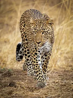 Zambia Prints: Leopard, South Luangwa National Park, Zambia