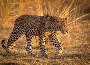 Zambia Prints: Leopard, South Luangwa National Park, Zambia