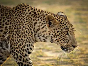 Zambia Prints: Leopard, South Luangwa National Park, Zambia
