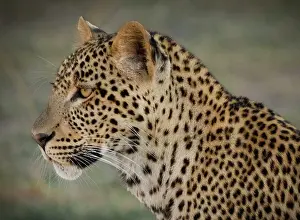 Zambia Prints: Leopard, South Luangwa National Park, Zambia
