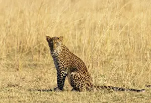 Zambia Prints: Leopard, South Luangwa National Park, Zambia