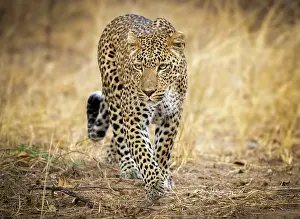 Zambia Prints: Leopard, South Luangwa National Park, Zambia
