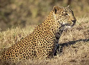 Zambia Prints: Leopard stalking prey, South Luangwa National Park, Zambia