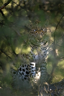Leopard Prints: Leopard staring out of thick bushes, Okavango Delta, Botswana