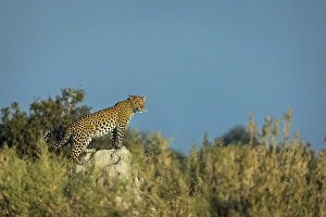 Leopard Prints: Leopard on termite mound, Okavango Delta, Botswana