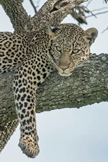 Afica Prints: leopard on a tree in the Maasaimara, Kenya