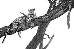 Leopard in tree, Moremi Game Reserve, Okavango Delta, Botswana