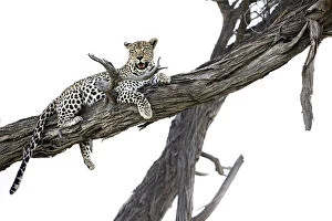 Images Dated 17th June 2020: Leopard in tree, Moremi Game Reserve, Okavango Delta, Botswana