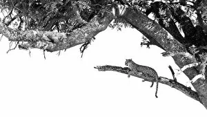 African Wildlife Gallery: Leopard in tree, Okavango Delta, Botswana