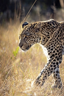 Botswana Prints: Leopard walking, Okavango Delta, Botswana