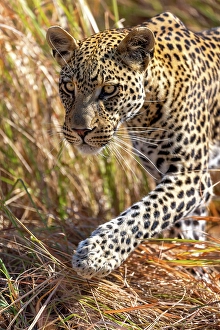 Botswana Prints: Leopard walking, Okavango Delta, Botswana