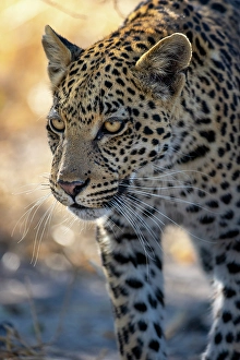 Botswana Prints: Leopard walking, Okavango Delta, Botswana