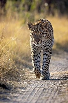 Leopard Prints: Leopard walking down a road, Okavango Delta, Botswana