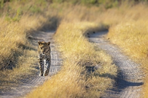 Okavango Prints: Leopard walking down a road, Okavango Delta, Botswana