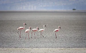 Lesser Flamingo (Phoenicopterus minor), Lake Natron, Tanzania Lesser Flamingo (Phoenicopterus minor), Lake Natron, Tanzania