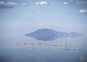 Images Dated 10th February 2009: Lesser flamingos feed on Lake Natron