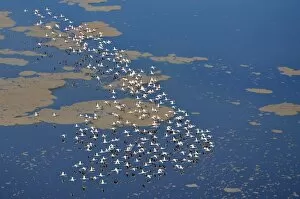 Alkaline Lake Collection: Lesser flamingos flying over Lake Logipi, a seasonal alkaline or soda lake at the northern end of