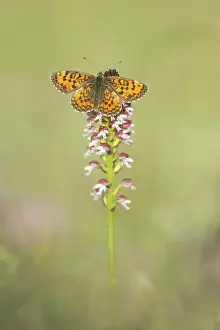 Butterfly Prints: Lesser Spotted Fritillary (Melitaea trivia) warming itself on burnt orchid